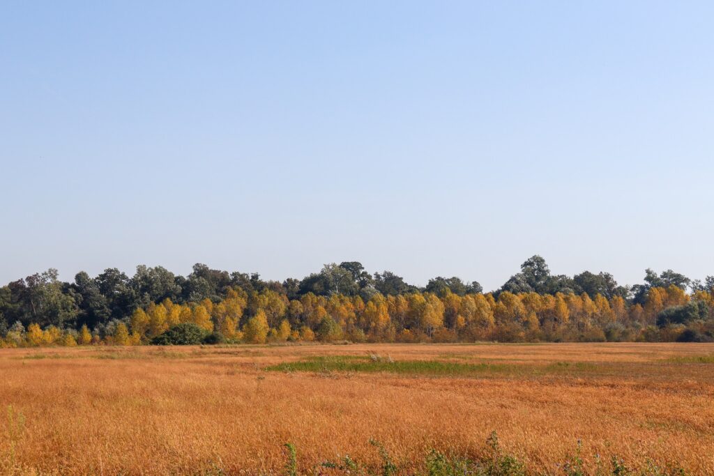 A Step-by-Step Guide to Subdividing Vacant Land in Texas | Vacant Land Man